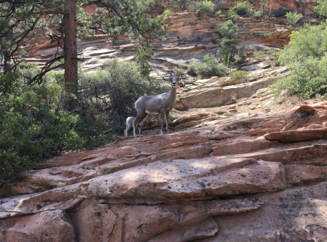 Zion National Park