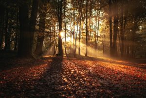 Sun coming through the trees of a forest during the fall.